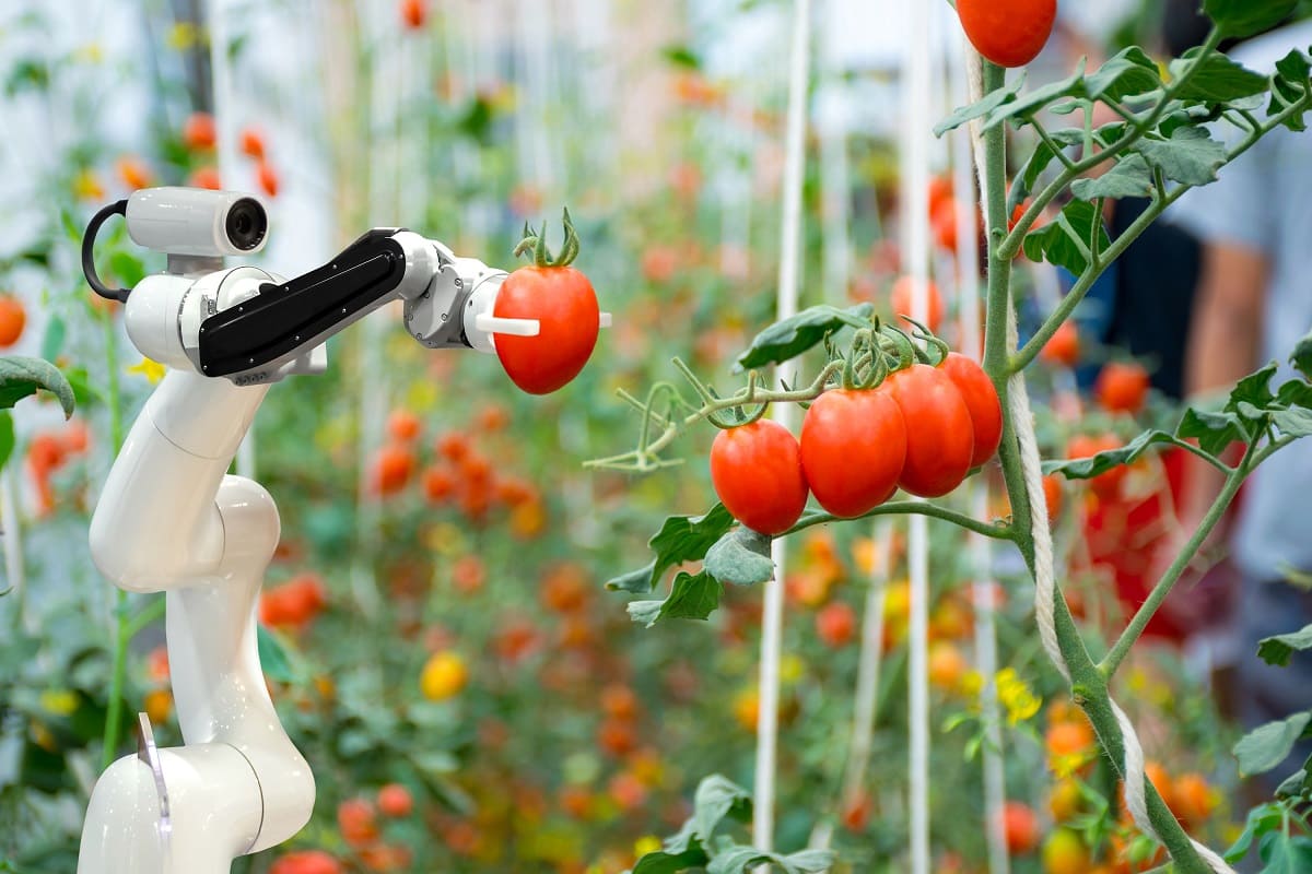 Aplicaciones prácticas de la inteligencia artificial en la agricultura